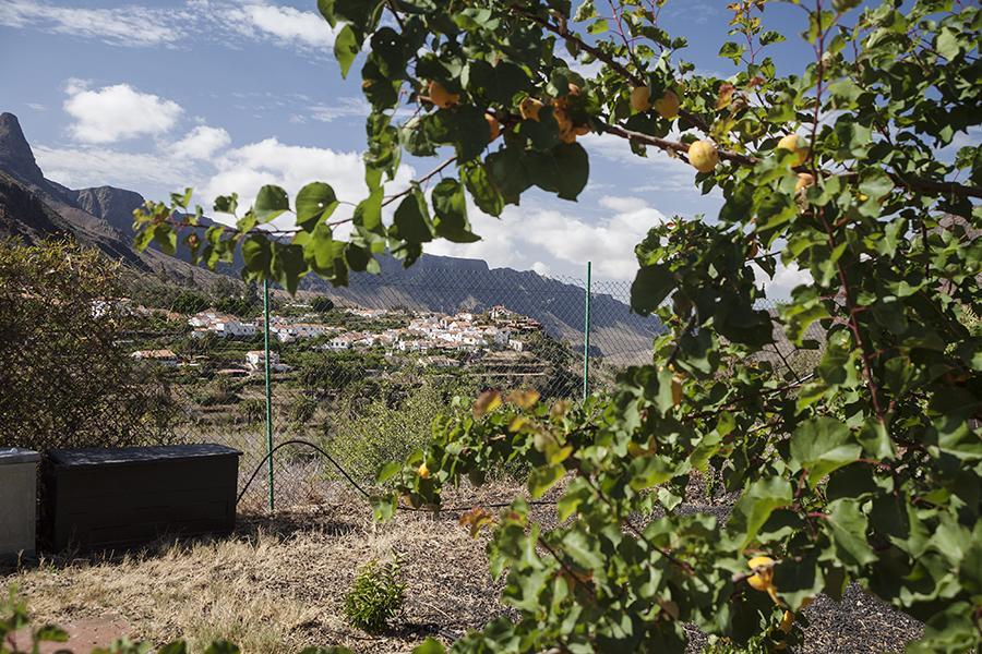 Ecotara Canary Islands Guest House Fataga Room photo